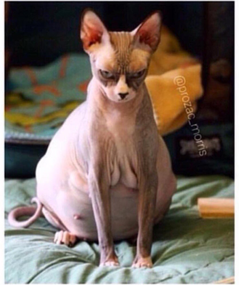 Rapacats_'s tweet photo. When you shave your whole box &amp; he cancels... #Rapachicks #Rapacats https://t.co/FAw4oxKrBn