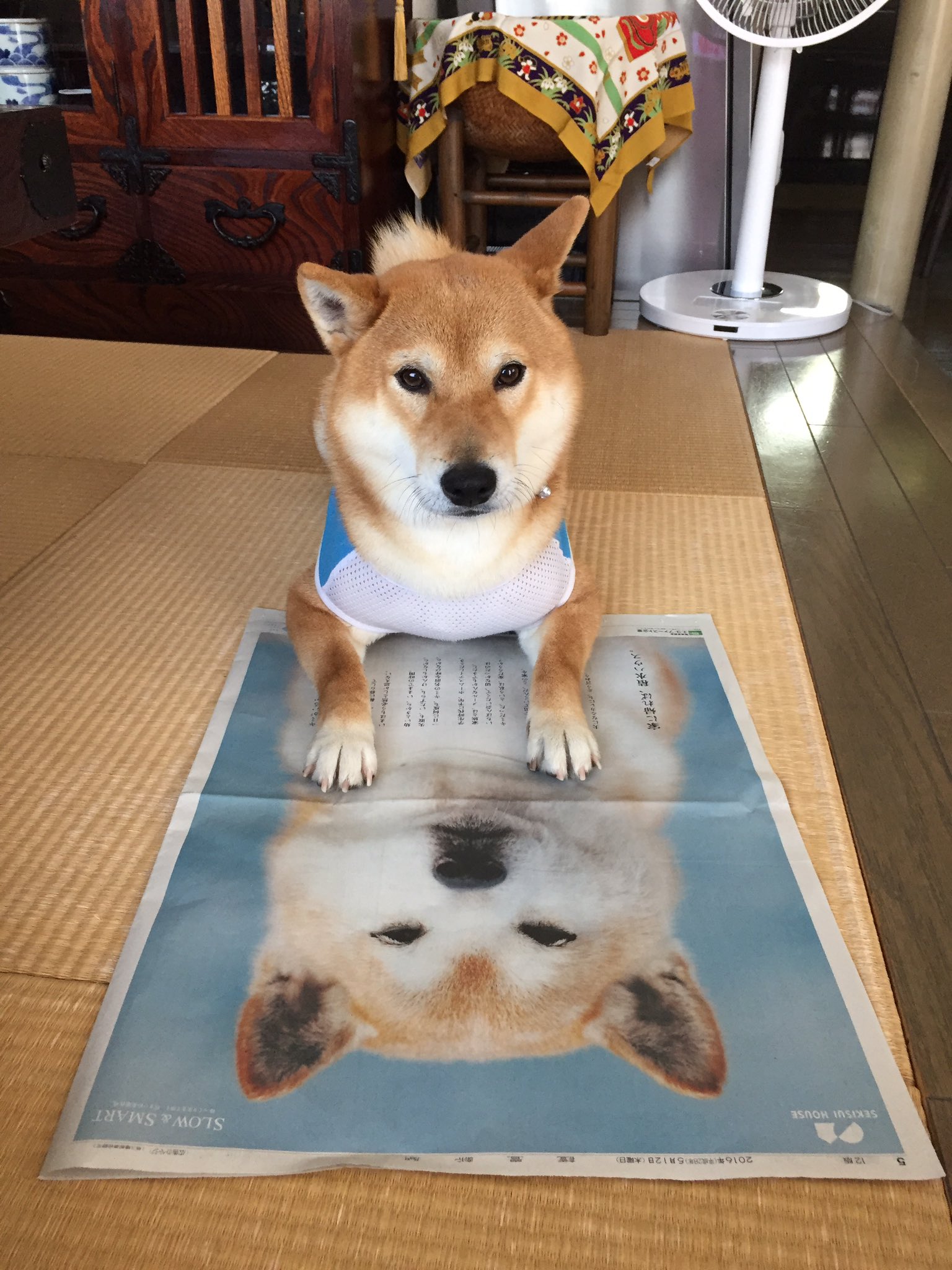 柴犬くるのお母さん こんにちは 今日の新聞広告にこんなに可愛いのがありました 積水ハウスの柴ちゃんです Cmも素敵だもんね T Co Vea4k3rdie Twitter