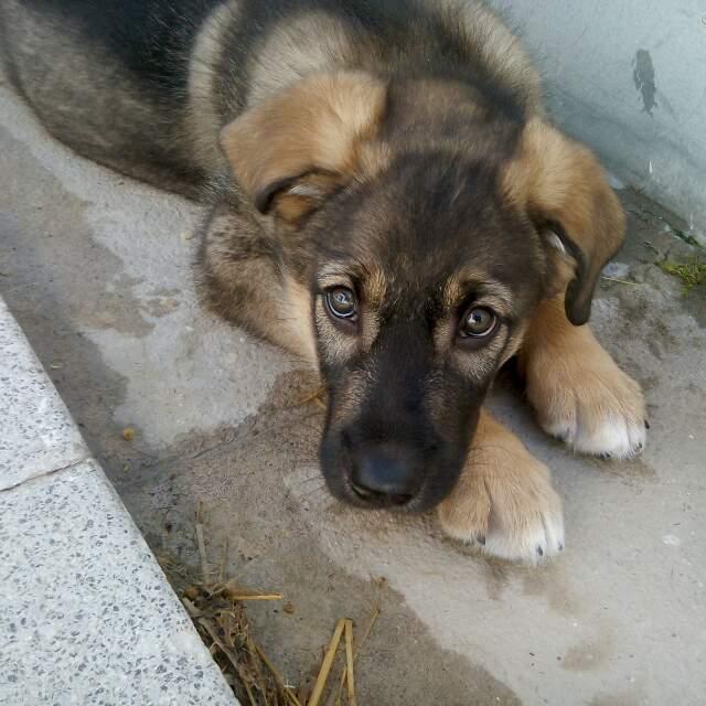NuevaVidaAdop's tweet photo. MADRID
BONGO bebe d 3meses cruce de pastor
Cariñoso,tierno y trankilote
ADOPTALO!!
contacto facenuevavida@gmail.com https://t.co/vFX3WrE8y1