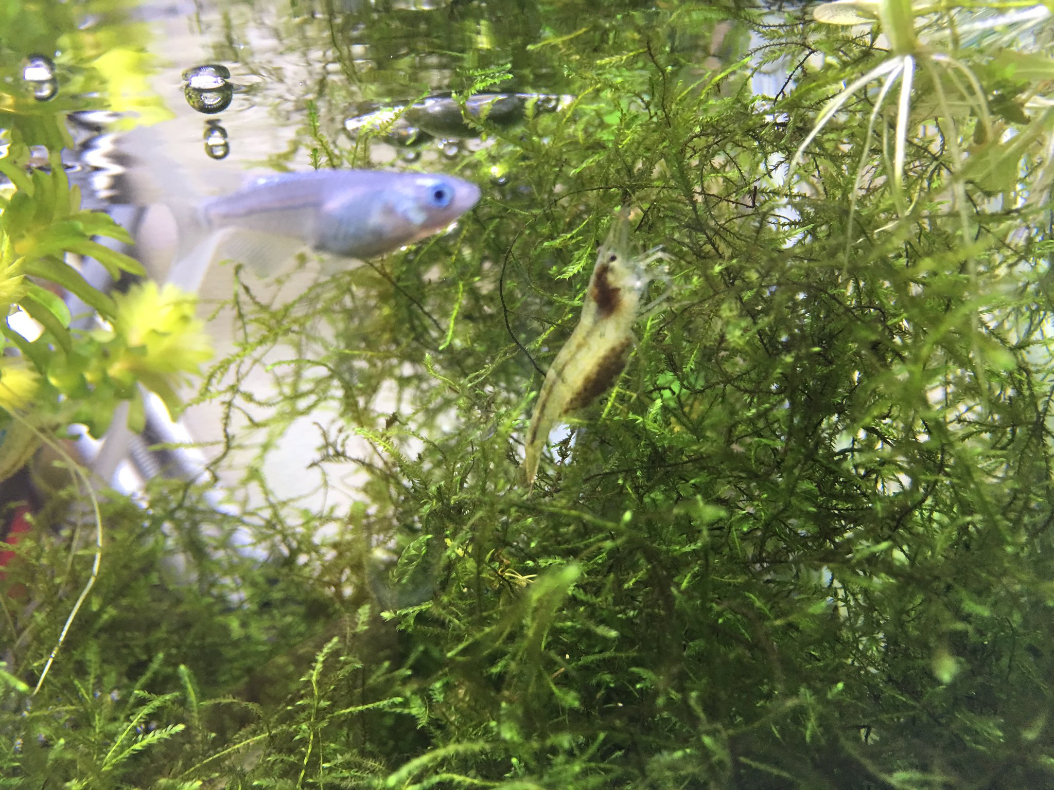 ぐっちぃ 卓球の普及活動 Ar Twitter ぐっちぃの熱帯魚アクアリウム水槽90日目 メダカの水槽にいるコケ掃除役のミナミヌマエビさんが抱卵しました 白い綺麗なエビでお腹が灰色になってるのが卵になります エビの赤ちゃんがたくさん見れそうなので隔離して ぐっちぃ 卓球の普及活動 Ar Twitter ぐっちぃの熱帯魚アクアリウム水槽90日目 メダカの水槽にいるコケ掃除役のミナミヌマエビさんが抱卵しました 白い綺麗なエビでお腹が灰色になってるのが卵になります エビの赤ちゃんがたくさん見れそうなので隔離して