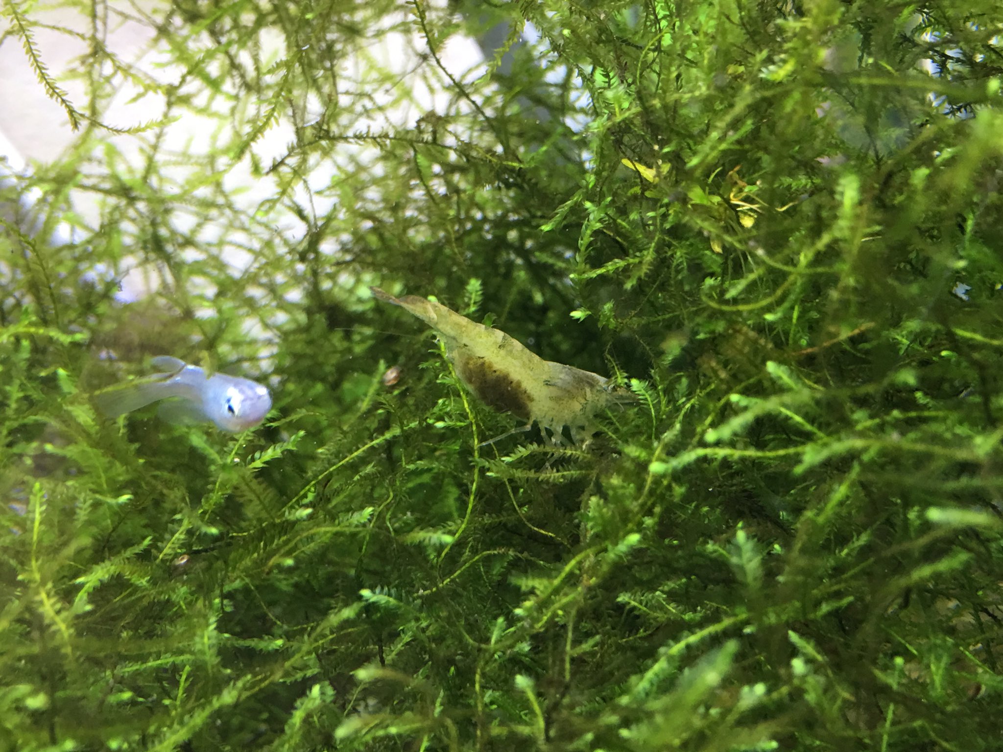 ぐっちぃ 卓球の普及活動 Ar Twitter ぐっちぃの熱帯魚アクアリウム水槽90日目 メダカの水槽にいるコケ掃除役のミナミヌマエビさんが抱卵しました 白い綺麗なエビでお腹が灰色になってるのが卵になります エビの赤ちゃんがたくさん見れそうなので隔離して