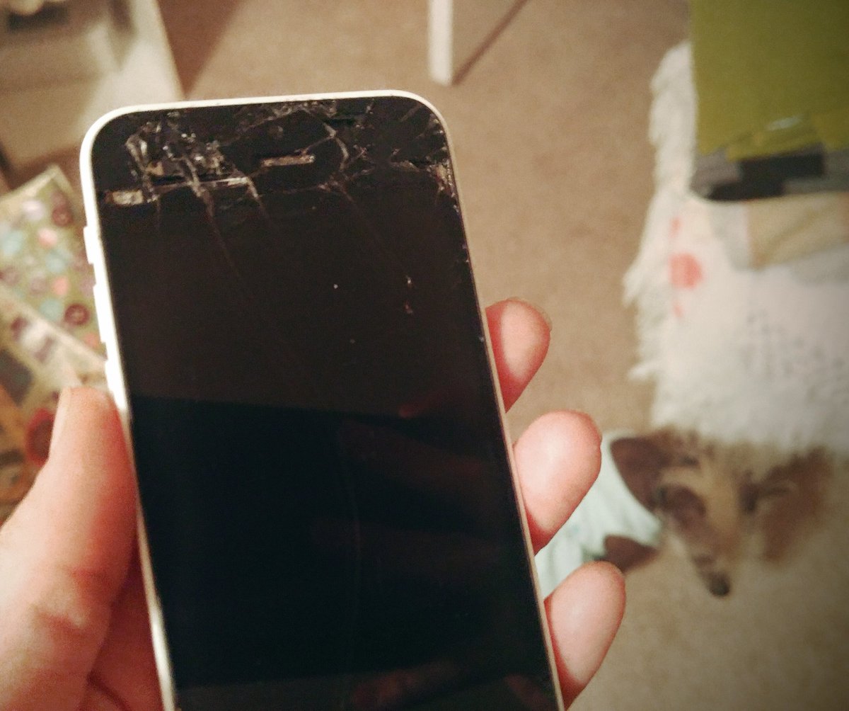 wendyginger's tweet photo. Living w/ a parrot: took pic of bird, he attacks my phone; completely destroys it. #AfricanGrey #StillLoveMyParrot https://t.co/qt8Nsu24yG