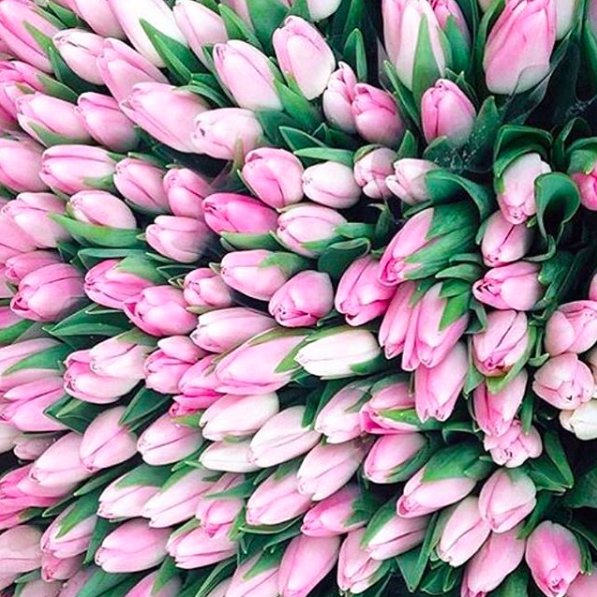 Coco and Cleo tweet media