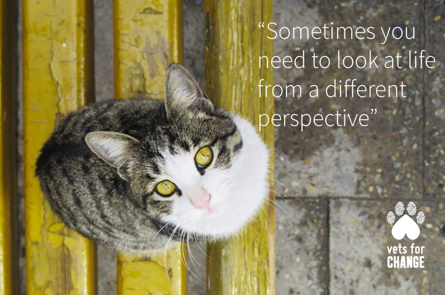 Vets_Compassion's tweet photo. We can learn alot from animals!
#loveallanimals #vetsforchange https://t.co/EIVkZjuJ9Z