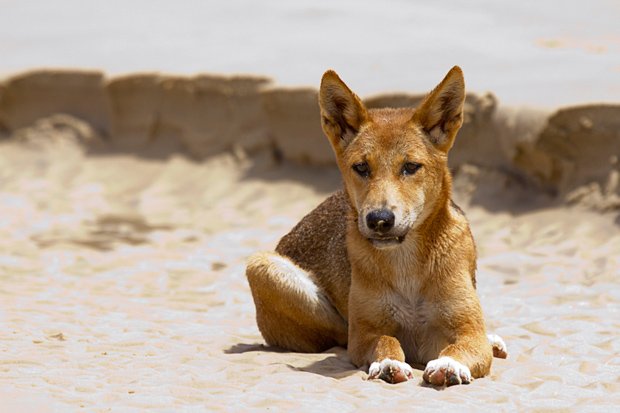 ausgeo's tweet photo. From whales to iPods, this is what an actual dingo's breakfast looks like on Fraser Island: https://t.co/Dd50t7oJeu https://t.co/jUbl6WkWLk