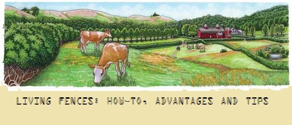 ThePreparedPage's tweet photo. Living Fences: How-To, Advantages and Tips
https://t.co/fkf4rwDMSV
#fences #preparedness #homesteading #preppertalk https://t.co/o7pDre0S24