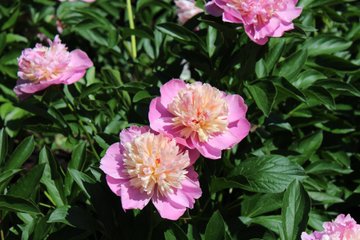 関西 近畿の牡丹のおすすめ名所19 開花状況や見ごろ時期 まったりと和風