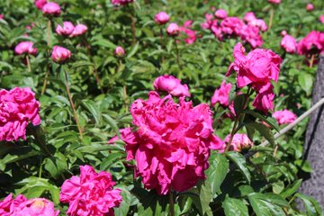 関西 近畿の牡丹のおすすめ名所19 開花状況や見ごろ時期 まったりと和風
