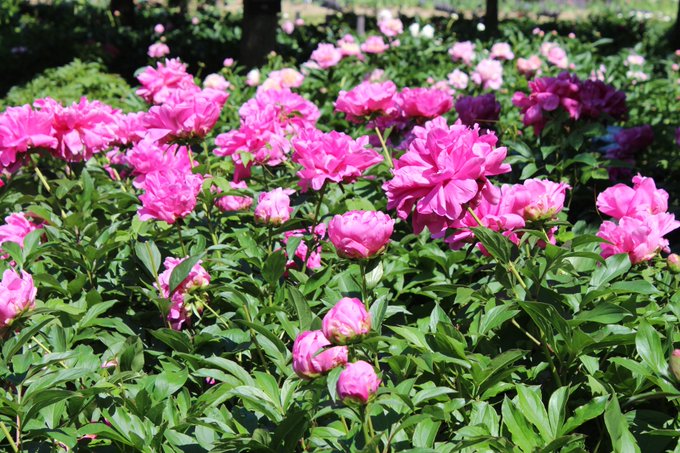 関西 近畿の牡丹のおすすめ名所19 開花状況や見ごろ時期 まったりと和風