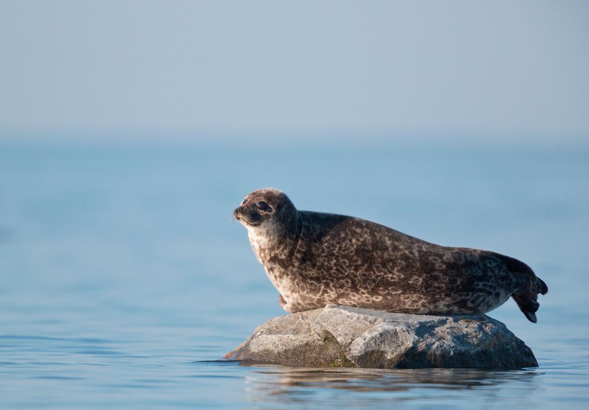 earthblog's tweet image. Rare Seal Pups Stranded on Shrinking Arctic Ice ow.ly/gjSV3007SlR