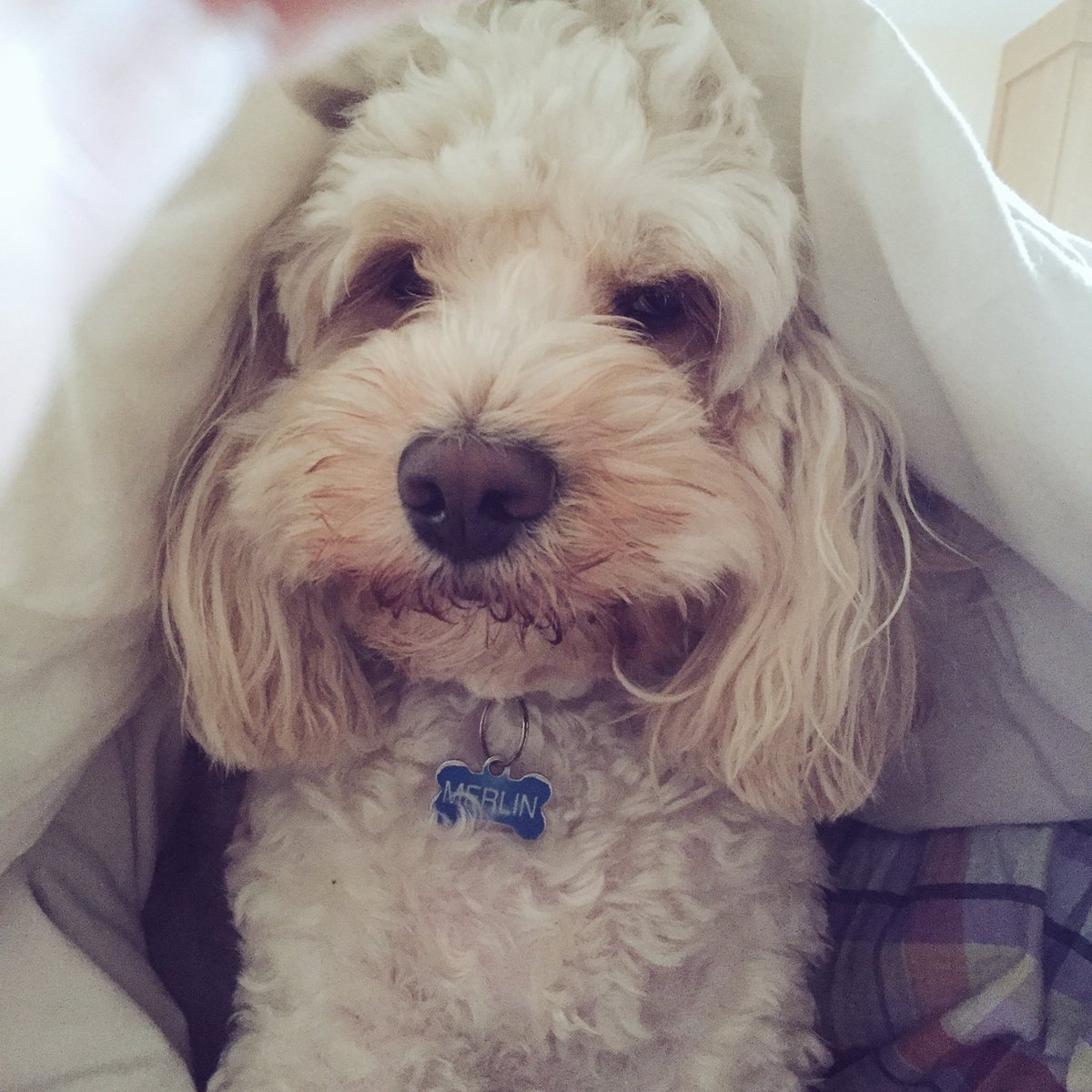 MerlinCockapoo's tweet image. The morning look...
#dogsoftwitter
