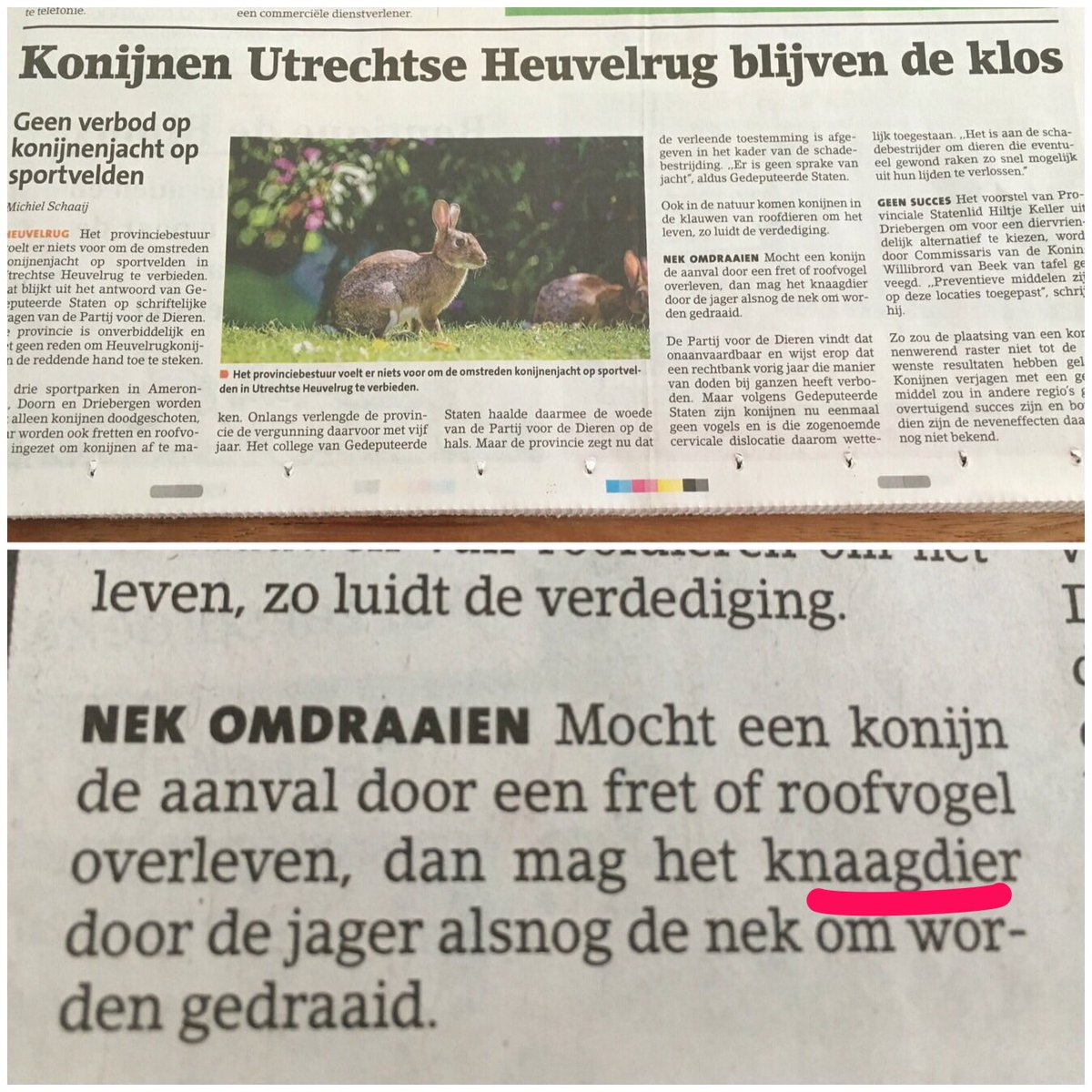Blijft lastig, maar konijnen zijn dus géén knaagdieren! Ook @michielschaaij vergist zich in <a href="/DeKaap/">DeKaap</a> #dierenweetje