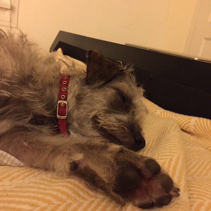 So glad to snuggle into bed with my favorite scruff muffin @bonoldman https://t.co/J2rsFTGurr<a href="/tag/mvsales"class="tags"><span>#mvsales</span></a>