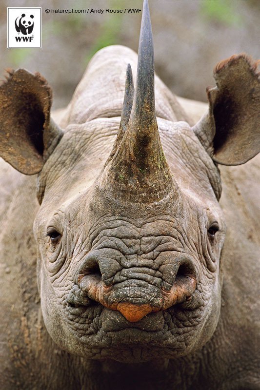 Group Of Rhinos Is Called 17