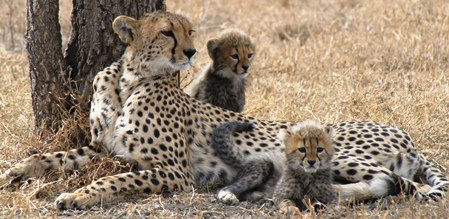 SarahMDurant's tweet photo. I am tweeting from @ZSLScience today - expect some #CheetahChat https://t.co/qvWh1GLbQV