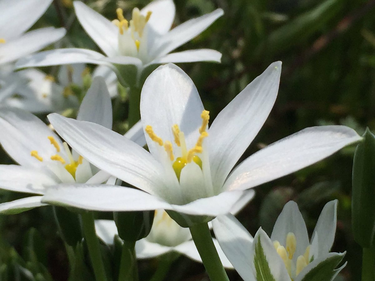 華咲 V Twitter オオアマナ オーニソガラム ウンベラツム Ornithogalum Umbellatum ヒアシンス科オーニソガラム 属の耐寒性球根です キリスト誕生の夜に輝いたといわれるベツレヘムの星にたとえられる純白の星形の花 花言葉 純粋