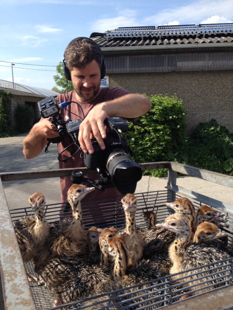 fansofflanders's tweet photo. Our reporter #Thomas made New #friendies yesterday!
#Ostrichbabies #SchobbejaksHoogte #animallove #expat https://t.co/2uXXAKRmpG