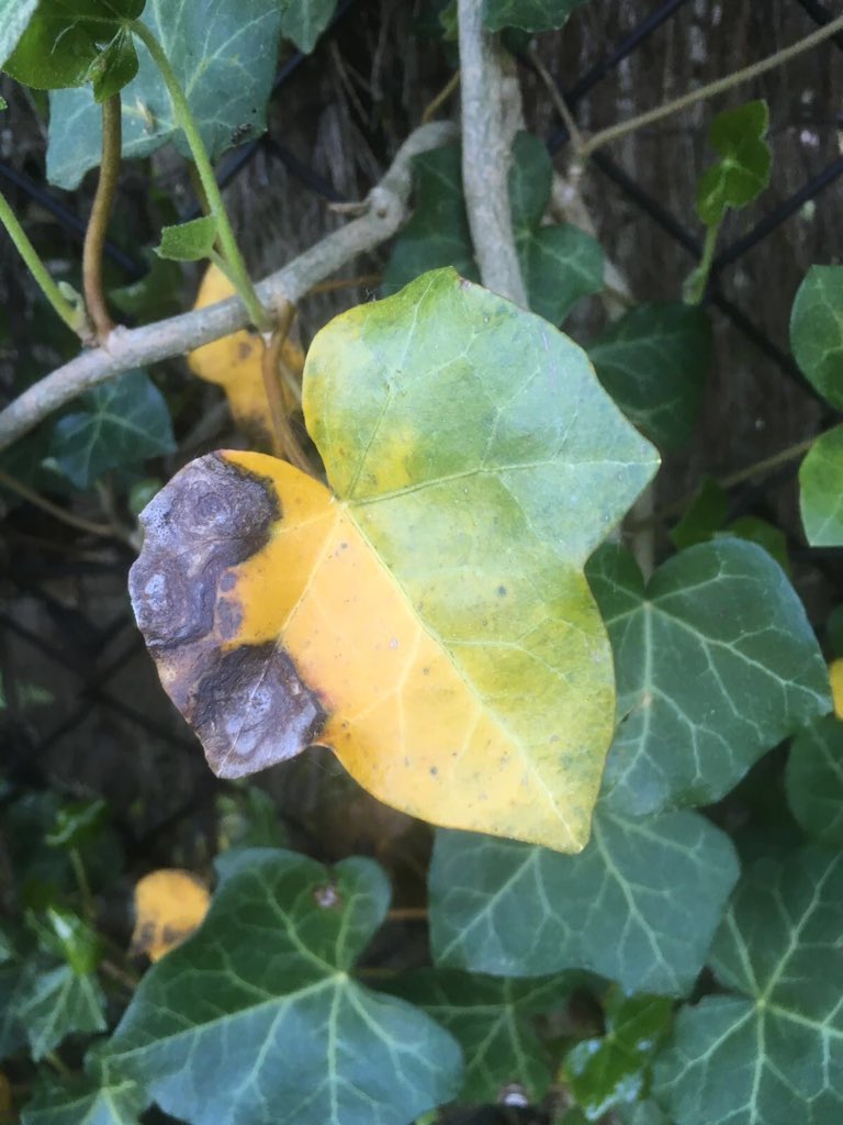 Wie weet wat er met onze klimop aan de hand is? #klimop #hedera #dtv #durftevragen