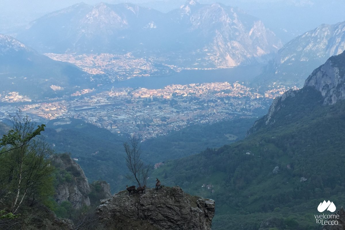 WelcomeToLecco's tweet photo. La natura riserva sempre piacevoli sorprese...https://t.co/b24hDSG4Hn #wtl https://t.co/gCqor7IDa4