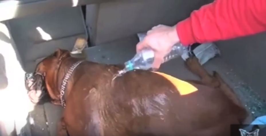 DERFOR SKAL DU IKKE LA HUNDEN VÆRE ALENE I BILEN I SOMMER!!! dlvr.it/LHj0dk #shfl