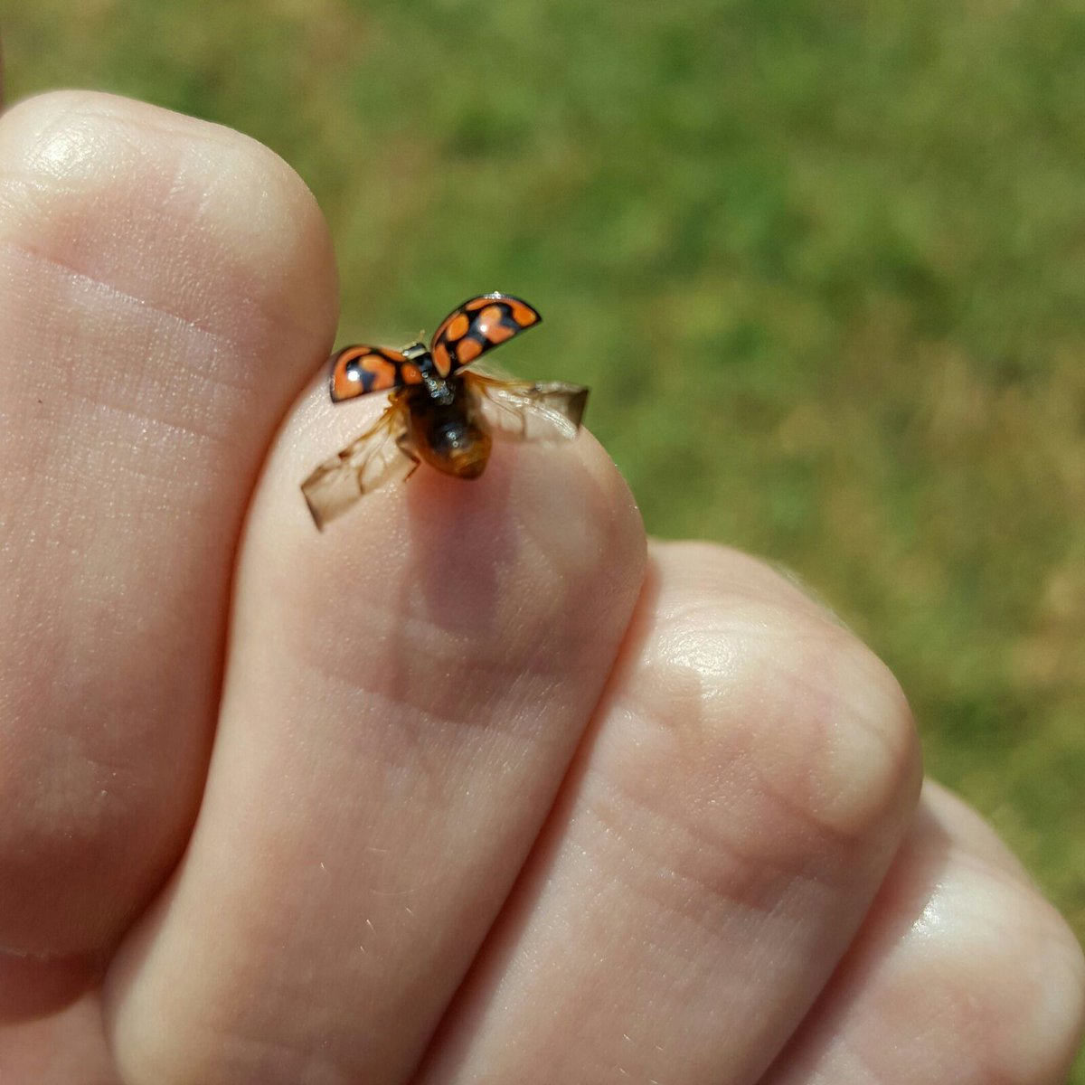 tashasgotmoxie's tweet photo. This is such a lucky moment! #Ladybird #DigEcoAction https://t.co/EC3oOxL6DS