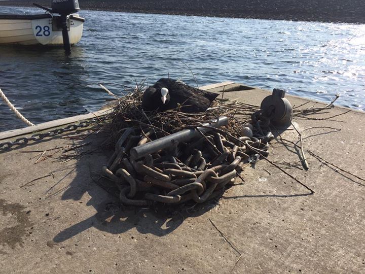 STWDraycote's tweet photo. Tom from @FlyFishStore showed me the coot they have on their pontoon. She has an amazing 17 eggs! #goingsome https://t.co/W6Znh6aADZ