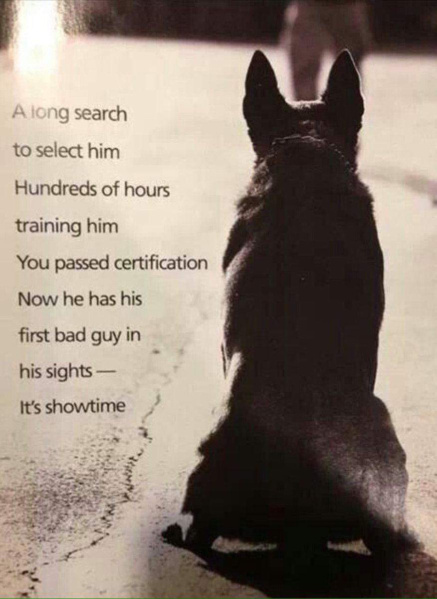 WalkWithBlueHQ's tweet image. #GoodMorning! Oh yeah, showtime! Bring 'em back, boy! #BeSafe! 🐾💙🐾 ~M #HardDogFastDog