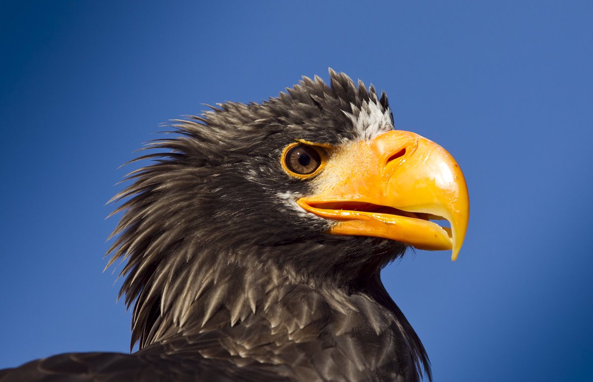 eagleworldtwit's tweet photo. Ørnereservatet har ekstra åbent i pinsen lørdag-søndag og mandag kl 15
#ørnereservatet #eagleworld #oplevelser https://t.co/KfGytgHiAQ