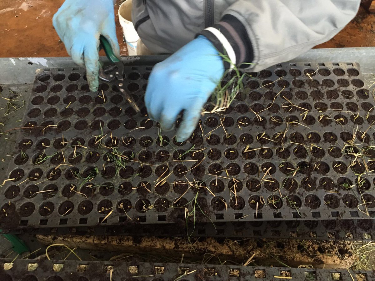 HiTurf_Solution's tweet photo. 🏁 Al via la produzione del nostro innovativo sistema Erbavoglio® -> https://t.co/ufh6Pjj4Wi 💪 @GardenGolf1 https://t.co/nGcaqPGzK6