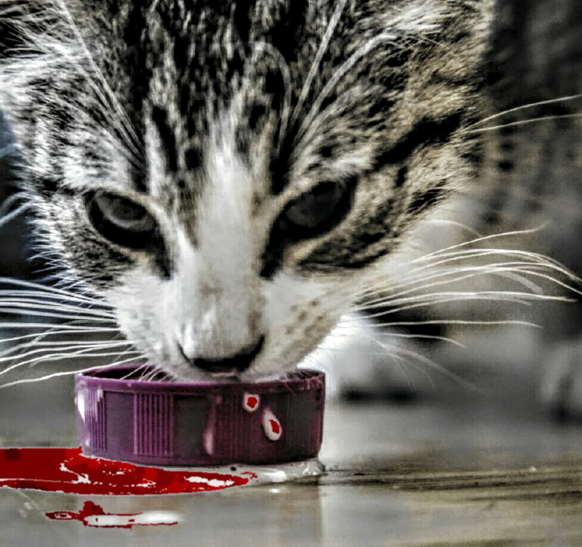 FreeEmbassyCat's tweet photo. Fresh Troll blood as breakfast, my stomach hurts. Meow
#EC4Me #FreeAzrael https://t.co/jvnFFZj7dj