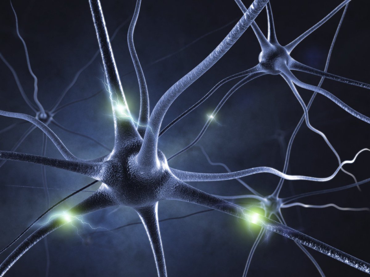 CureParkinsonsT's tweet photo. Promising cell transplants show good growth in brain after 24 years https://t.co/fV6yBE5AyM #parkinsons https://t.co/Io3rqIO7TK
