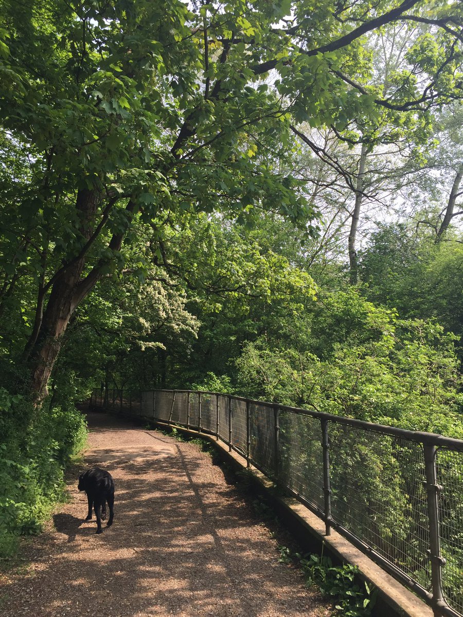 Lydiaples's tweet image. Working from home rocks on days like these 🌳🐶☀️ #wfh #lunchbreak #walkies