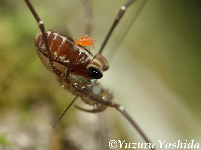 赤ダニの写真あり タカラダニの駆除 予防方法 発生の原因を知って正しく対策 カジタン