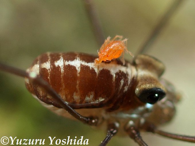赤ダニの写真あり タカラダニの駆除 予防方法 発生の原因を知って正しく対策 カジタン