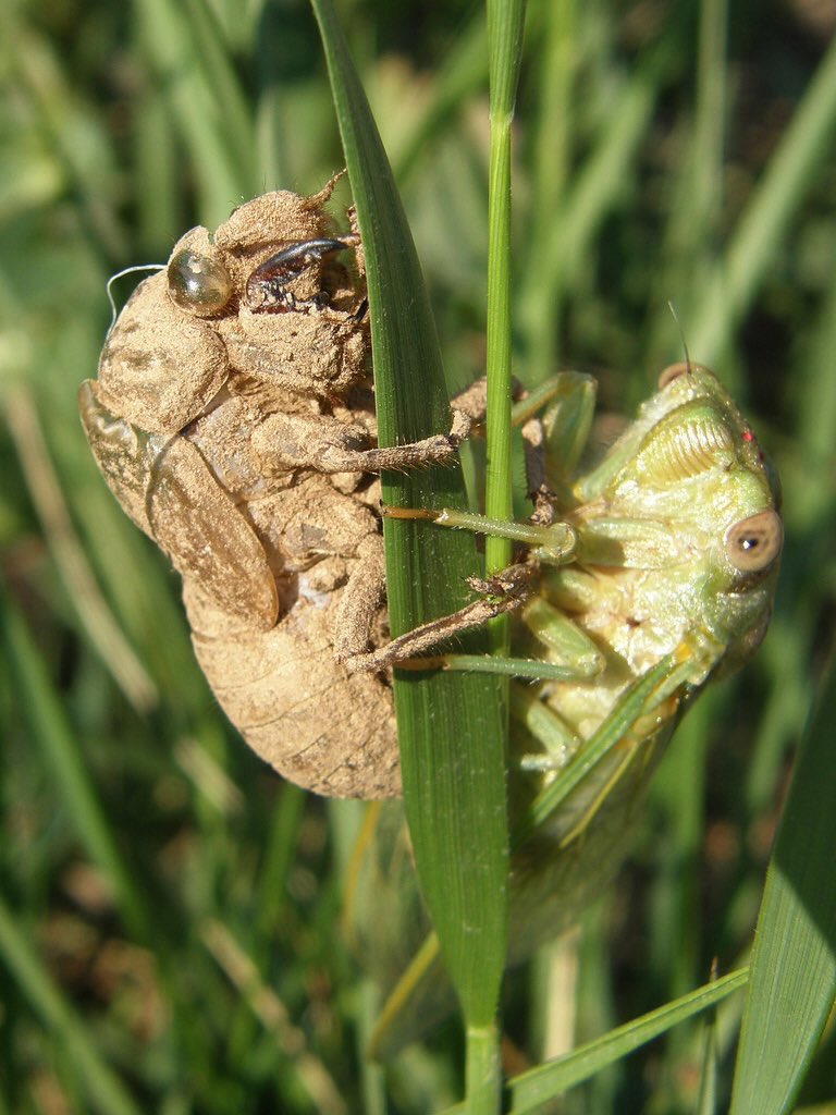 dailyp's tweet photo. Vote for the winner of #dpNATURE - Fav/ ReTweet here to vote for @AnnieinBeziers entry https://t.co/4K5qcKpbhz