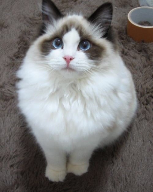 Ikusaro Ptw Auf Twitter Andyが猫になったら 種類 ラグドール 体長 19cm 体重 1kg 目の色 緑 性格 引っ込み思案 賢さ E 身体能力 A 寿命 16年 あなたが猫になったら T Co Ybstbt1nxt 俺かわゆい T Co Xqtgonhond Twitter