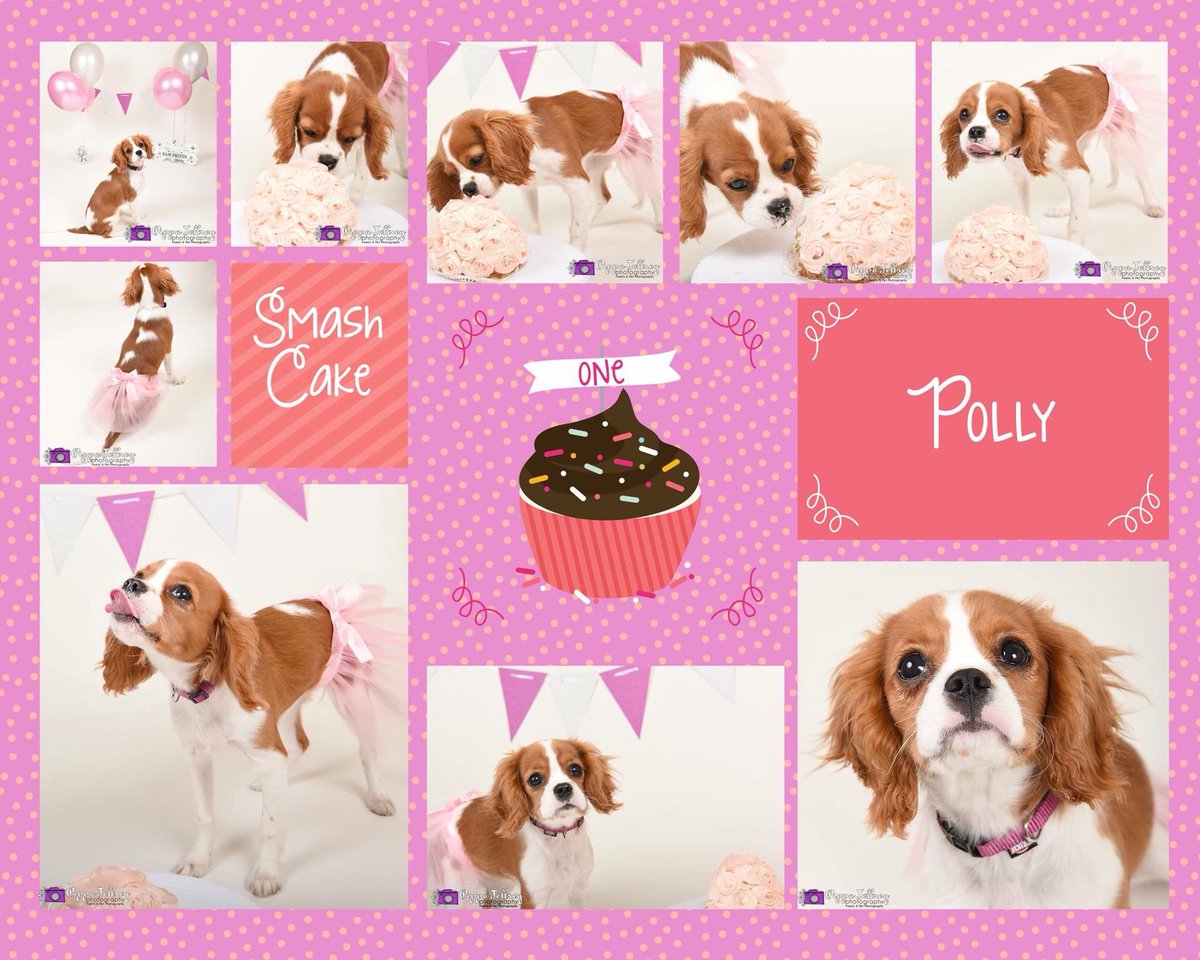 PippaPhoto's tweet image. The adorable Polly came to see me yesterday!