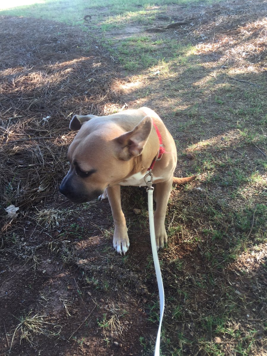 KennyGaines12's tweet photo. Lost Dog. $500 reward if anyone can help me find her. Last seen in the Gwinnett area with a pink harness on. https://t.co/40Dzu3rMlF