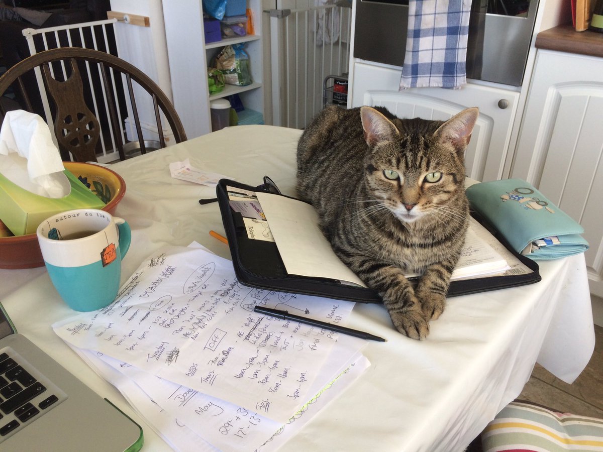 HistoricalHippo's tweet image. Rather overwhelming admin day so have called in help! #catshelp