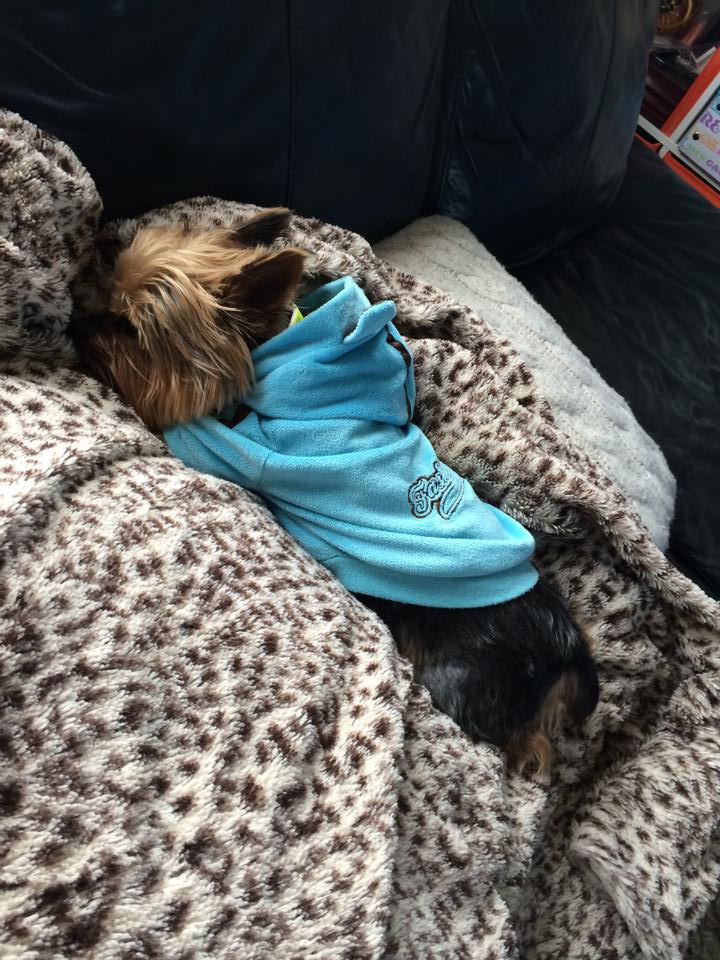 DGCheltenham's tweet photo. Here are some photos of 'our' pets! This lovely little dog belongs to Sylvia in our conveyancing department! https://t.co/LDPKvAz73f