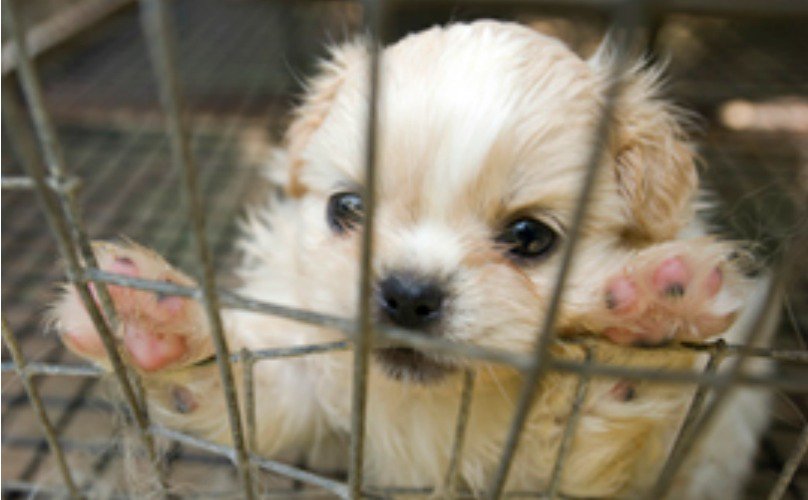 PetsforPatriots's tweet photo. Bad company: 100 worst #puppymills in US. Never buy or breed! https://t.co/cYwyoNlxMq #animalcruelty https://t.co/QY8W1XBbTD
