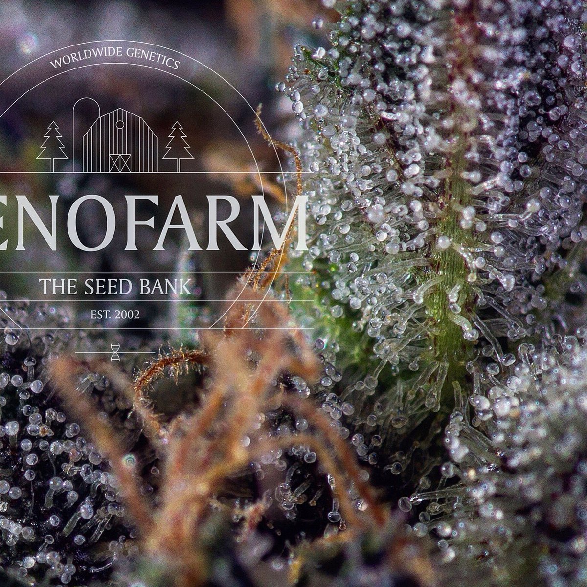 Genofarmseeds's tweet photo. #Medicandy variedad alta en CBD de Genofarm . Participante en la #masterseedcup https://t.co/DlR4AqpwA5