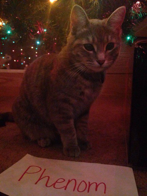 Phenomenxn's tweet image. 