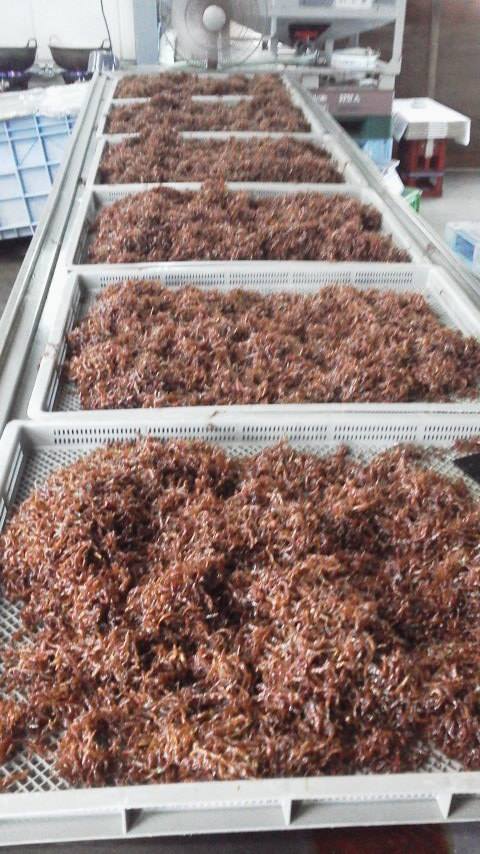 こうなご Twitter Search Twitter