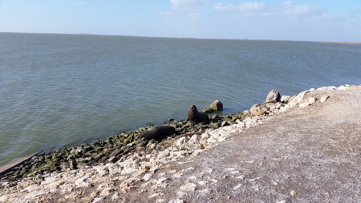 Freshwater_Doc's tweet photo. The cause of such trouble in the #Coorong innocent little NZ #furseal or ecosystem destroying terror? #needsomedata https://t.co/E7iwLPgIl7