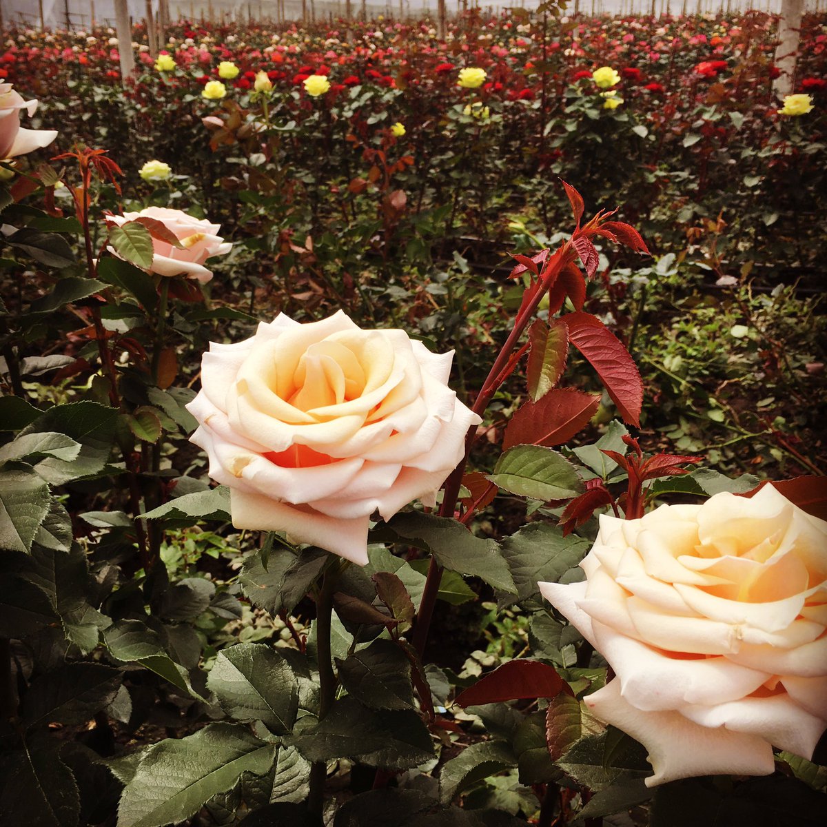 NTCImportExport's tweet photo. Mother of Pearl Roses https://t.co/wtgQzMMXQ8