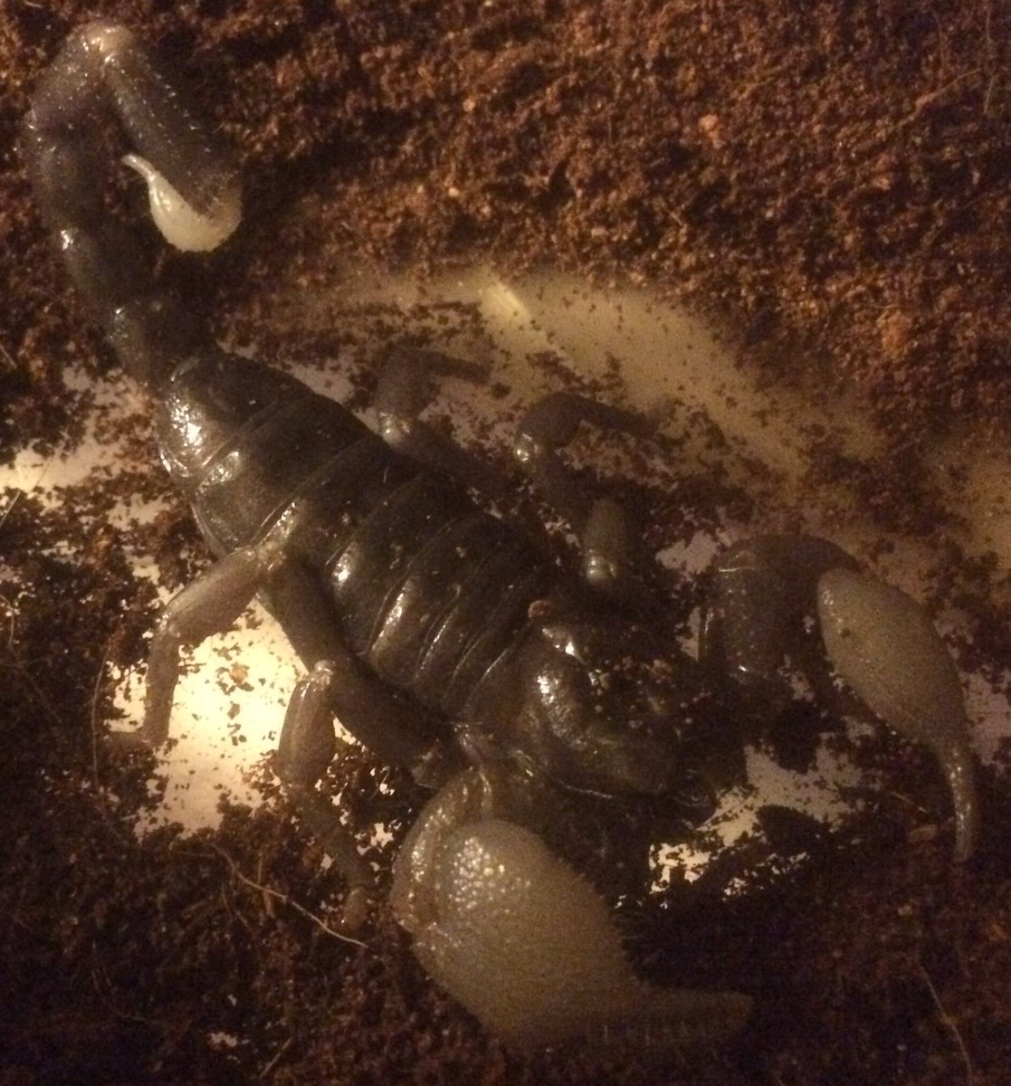 TomsTalkingReps's tweet image. One of our freshly shed emperor scorpions #emperorscorpion #newskin #arachnid #scorpion #inverts #pandinusimperator