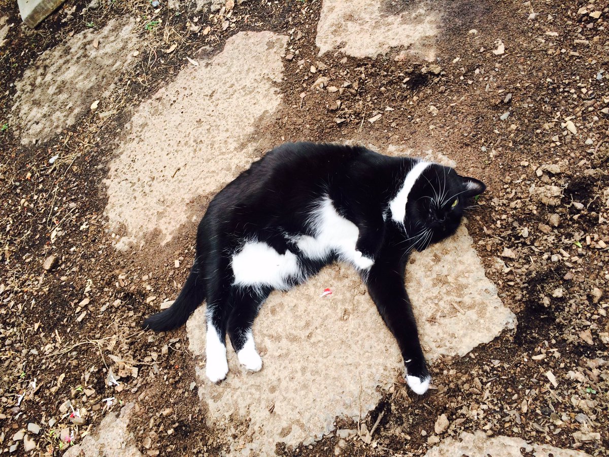 JoyfulVegan's tweet photo. Today May you revel in whatever makes you shine. #lessonsfromcats #dailydoseofcuteness #morningplotz #michiko https://t.co/ciQlI0QfUd