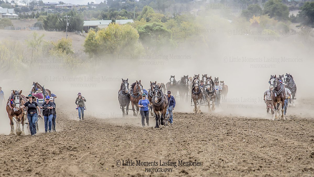 alicetaprell's tweet photo. #WorldRecord attempt #Australia  #australianstory #Wooback #horses #coomacottage #tillingtheland #havingfun https://t.co/UWKaXLIzKX