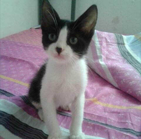 GreciaCatty510's tweet photo. Este bebe aun adopcion, esta vacunado y desparasitado RT! +04141876097 #CCS @JeanMary_ @sosmestizos @TapasxPatas https://t.co/L9zoQrvTsp